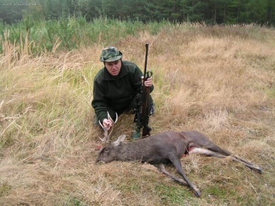 Jeleň sika, PS Stoleček, okr. Plzeň