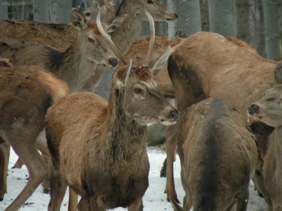 Muránska planina 2006