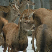 Muránska planina 2006
