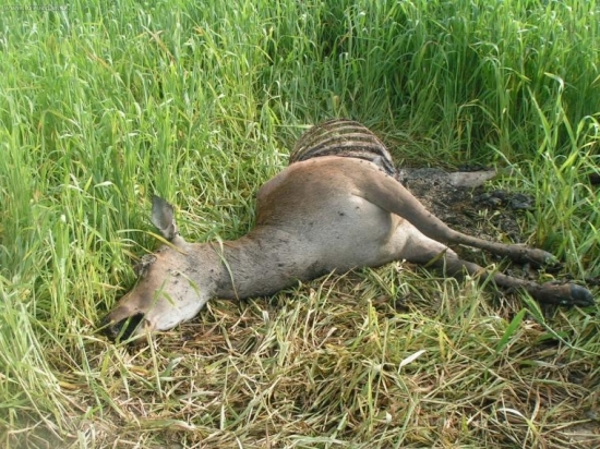 Toto dokážu pytliaci!