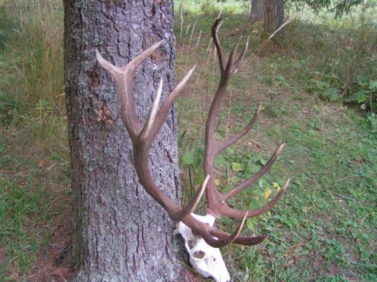 Jeleň z Muránskej planiny