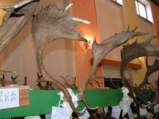 Chovateľská prehliadka Jelšava 2015