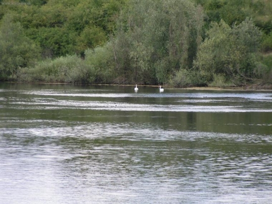 Rybník