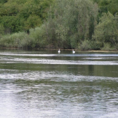 Rybník