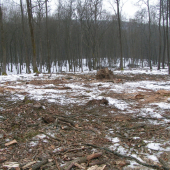 Proti prírode a zdravému rozumu. Drancovanie!