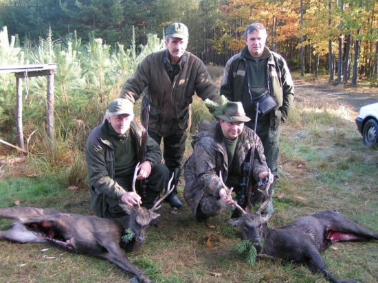 Jeleň sika, PS Stoleček, okr. Plzeň
