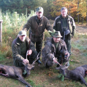 Jeleň sika, PS Stoleček, okr. Plzeň