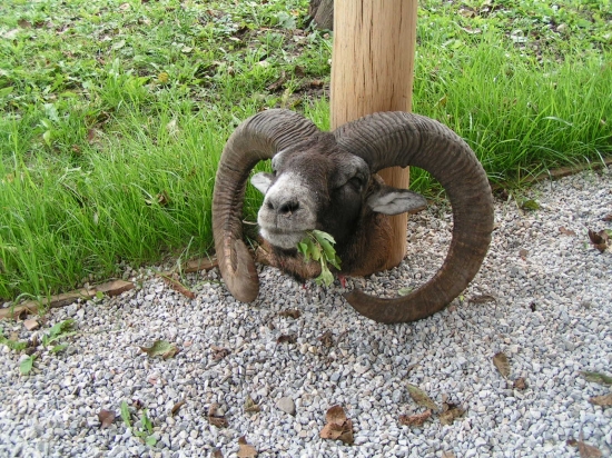 Môj prvý muflón