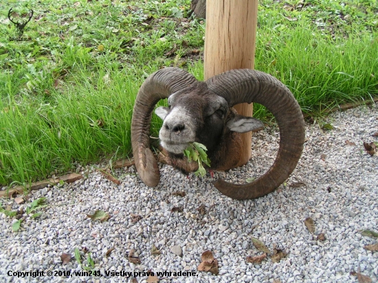 Môj prvý muflón
