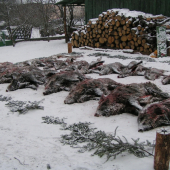 Výrad 19 ks DZ a líška, PZ Skerešovo II