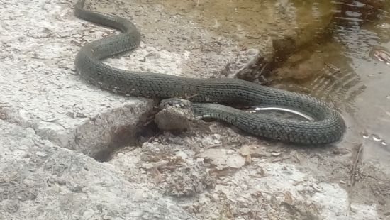 S plnými ústami sa nerozpráva!