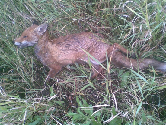takto ostal ležať