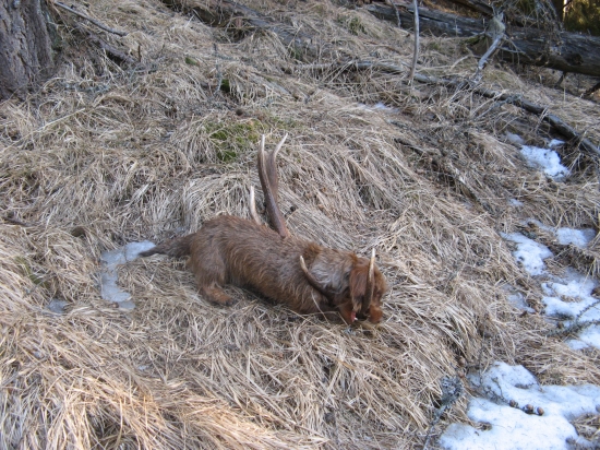 moj maly hladac zhodov