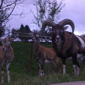 doma na zahrade Fero,Zuza,Cica
