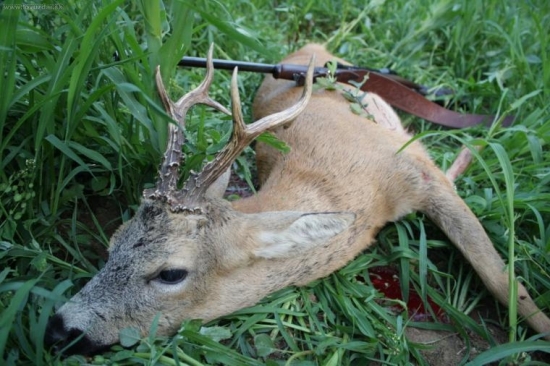 tohtoročný brondzový srnec