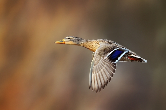 Kacica diva letovka :D