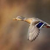 Kacica diva letovka :D