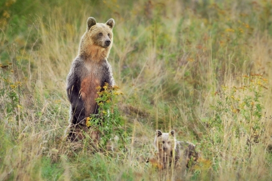 Nieco sa jej nezda :)