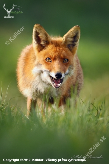 Líška