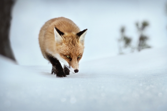 asi hľadá niečo pod zub