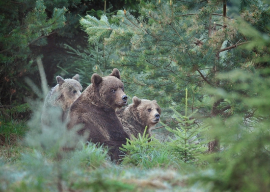 Keď jedna nestačí...