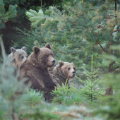 Keď jedna nestačí...