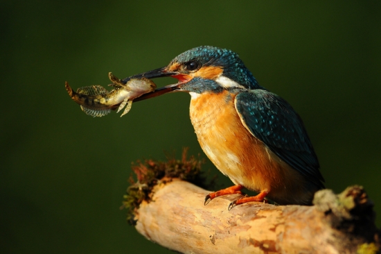 Rybarik druhy pokus :)