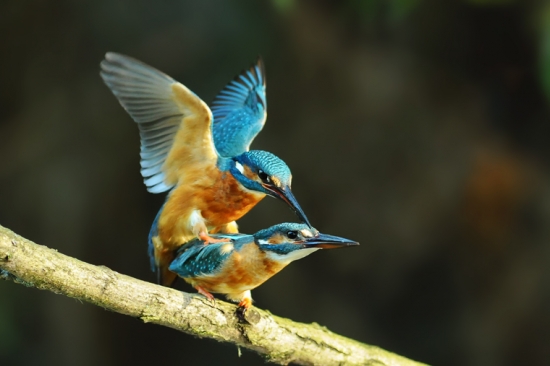 Rybarik riecny, parenie