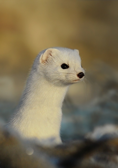 Hranostaj z bližšia