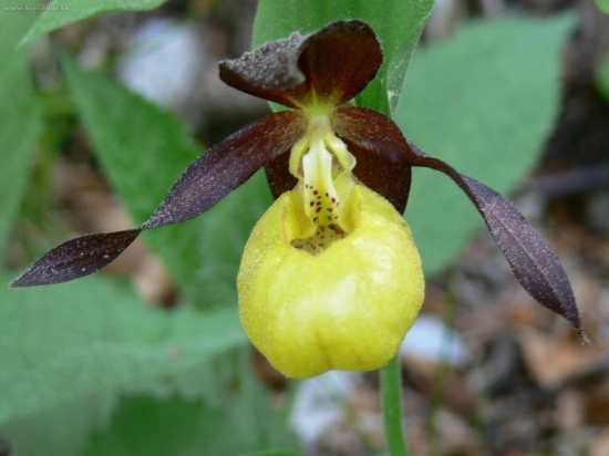 Cypripedium calceolus
