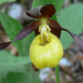 Cypripedium calceolus