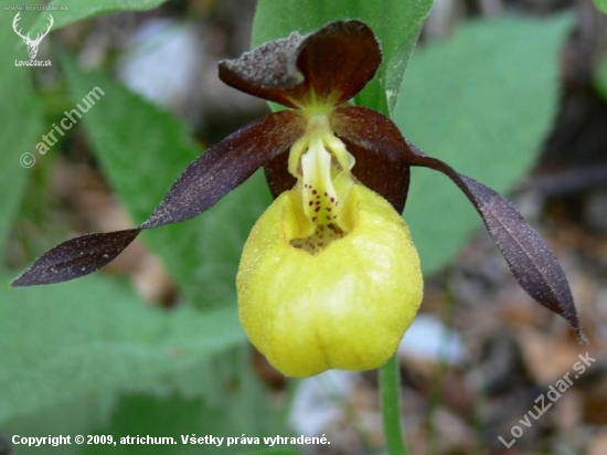 Cypripedium calceolus