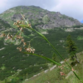 Luzula sylvatica