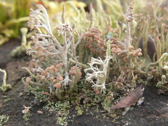 Dokonalosť prírody I.