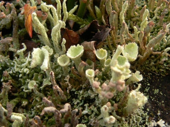 Dokonalosť prírody II.