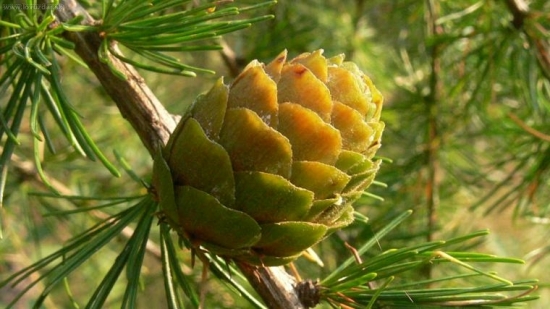 Larix