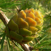 Larix