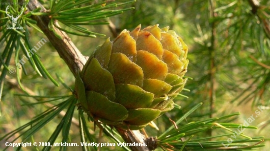 Larix