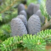 Abies