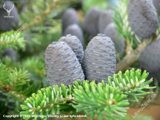 Abies