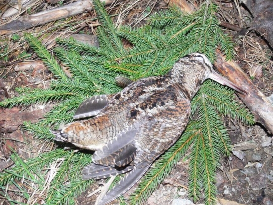 Malá spomienka na jar