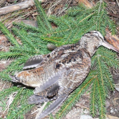 Malá spomienka na jar