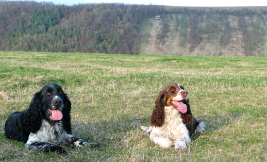 nevěsta putovala přes 1000km , aby moravského pséka potěšit mohla-)