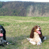 nevěsta putovala přes 1000km , aby moravského pséka potěšit mohla-)