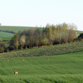 tam kde je srnčímu dobře 2.