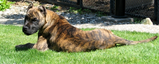 Fiero VengoAlano 4 měsíce