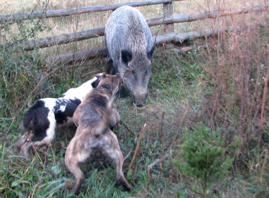 zaučovali sme španěla