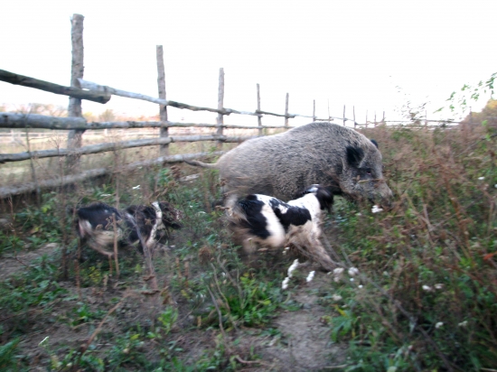 zaučovali sme dcéru