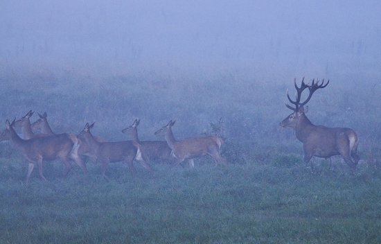 říje v polských tatrách