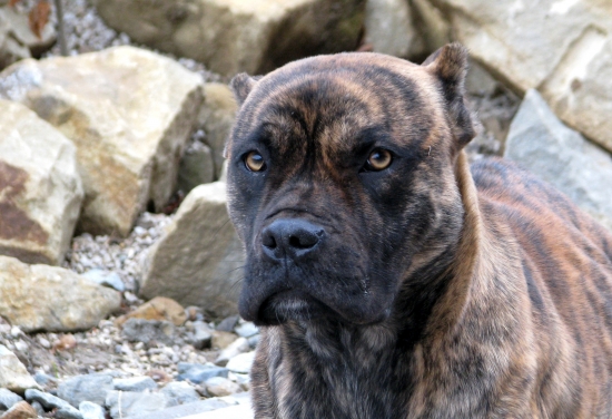 portrét lov. psa-pohled dobráka-)